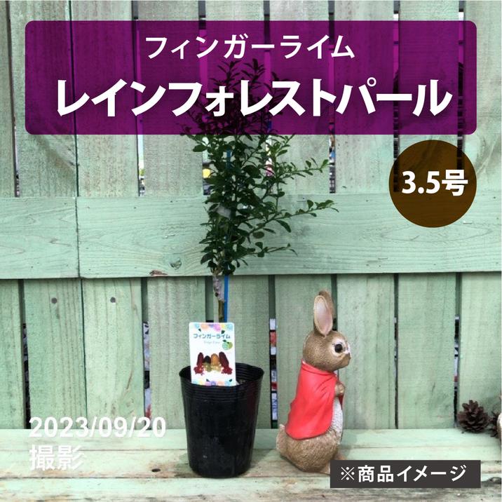 フィンガーライム 3.5号 レインフォレストパール｜柑橘｜果樹10-TU