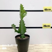 ユーフォルビア ラクティア 5号｜花木01-D1