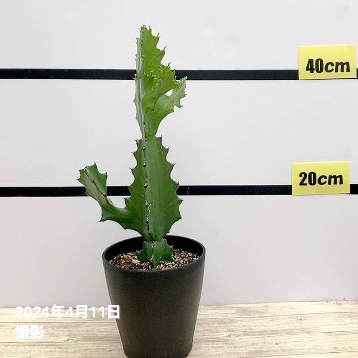 ユーフォルビア ラクティア 5号｜花木01-D1