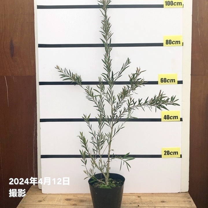 カリステモン ファインリーフ 6号 ※お届けに10日程度かかる場合がございます。｜花木10-TN