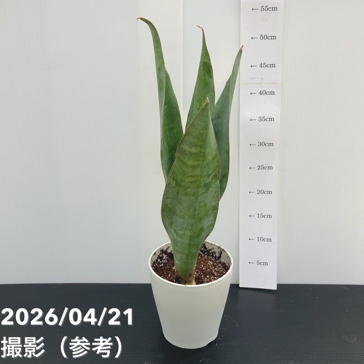 観葉・多肉,サンセベリアの購入なら赤塚植物園オンライン 花の音｜花苗