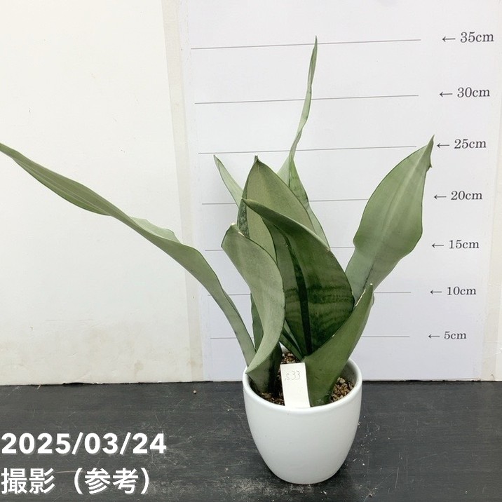 【激レア！現品お届け】サンスベリア 3.5号 ムーンシャイン（斑入り）白陶器鉢仕様（S33）｜観葉02-D2