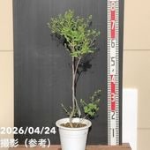 激レア！現品お届け】サイカス カイルンシアナ（ブルーソテツ）10号