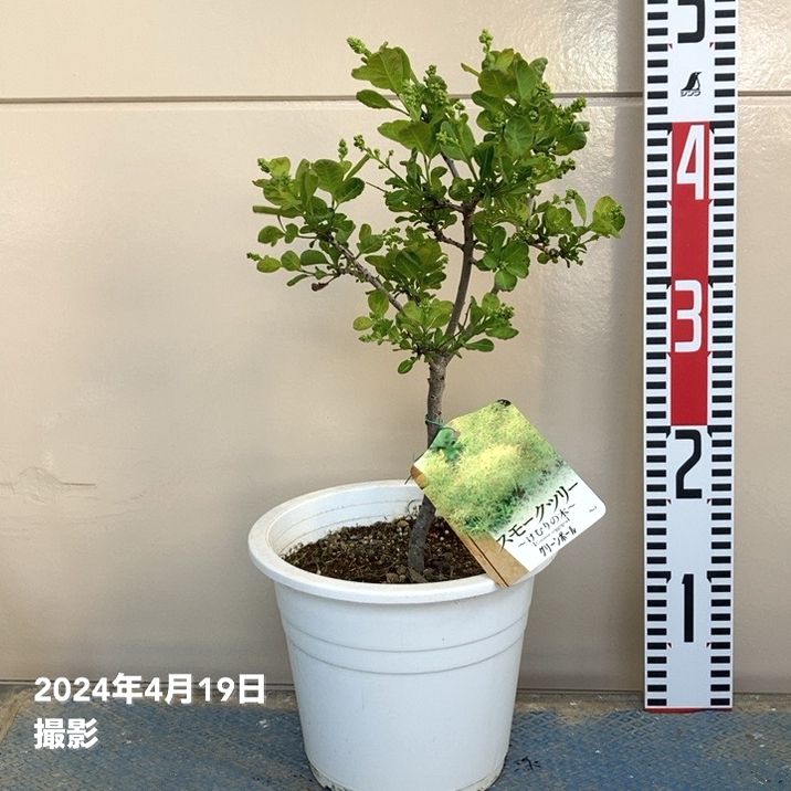 スモークツリー グリーンボール 6号｜花木04-PA