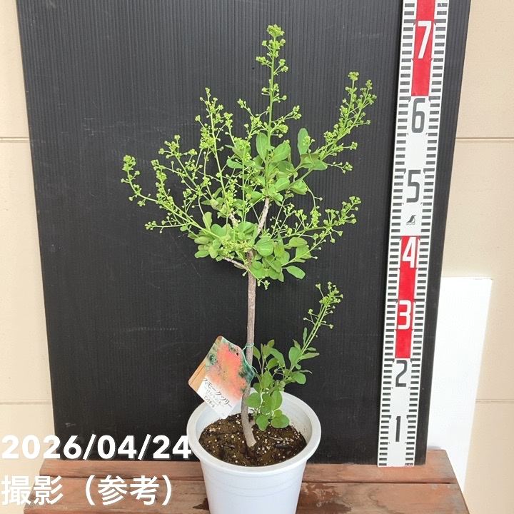 花木・庭木,スモークツリーの購入なら赤塚植物園オンライン 花の音