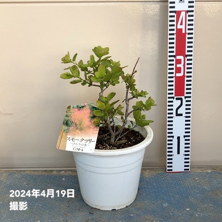 スモークツリー ピンクボール 6号｜花木04-PA