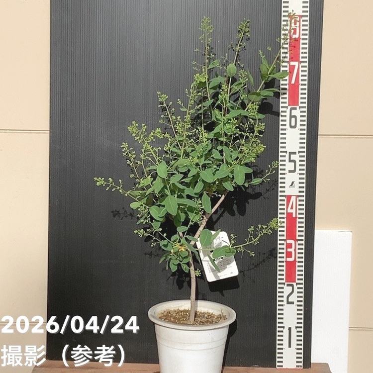 花木・庭木,スモークツリーの購入なら赤塚植物園オンライン 花の音