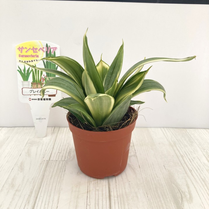 サンスベリア 3.5号 グレイハニー 生産鉢仕様｜観葉02-D2