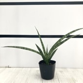 サンスベリア 3号 マッソニアナ バリエガータ 斑入り 生産鉢仕様