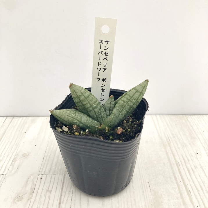 赤塚植物園自社農場,サンスベリア（サンセベリア）,手のひらサイズで