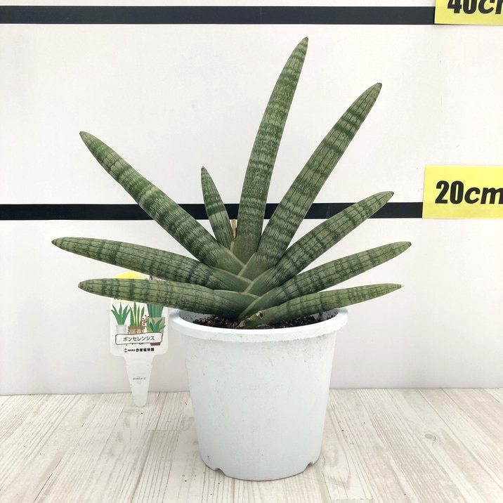 サンスベリア ボンセレンシス