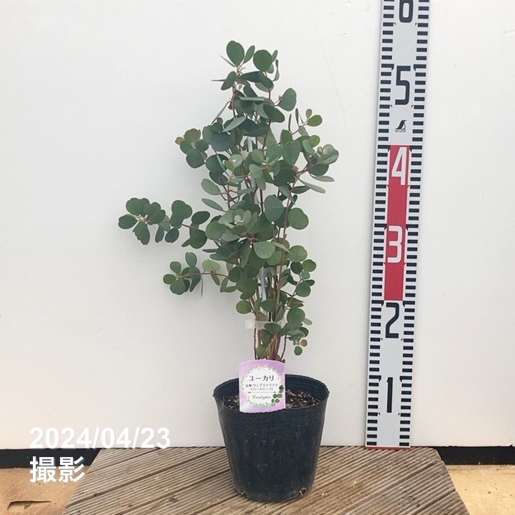 ユーカリ ウェブステリアナ（ハートリーフ）4.5号｜花木04-PA