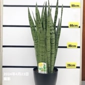超絶希少❗️サンスベリア　バイビット✨ 現品お届け】サンスベリア 4号 バイビット（S11）｜観葉02-D2 | 観葉