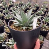 アガベ 5号 リトルシャーク Little Shark｜観葉01-D1