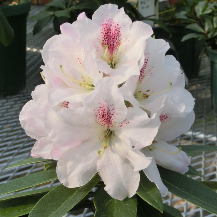 シャクナゲ スーパーローディー 5号 マドンナ｜花木01-D1