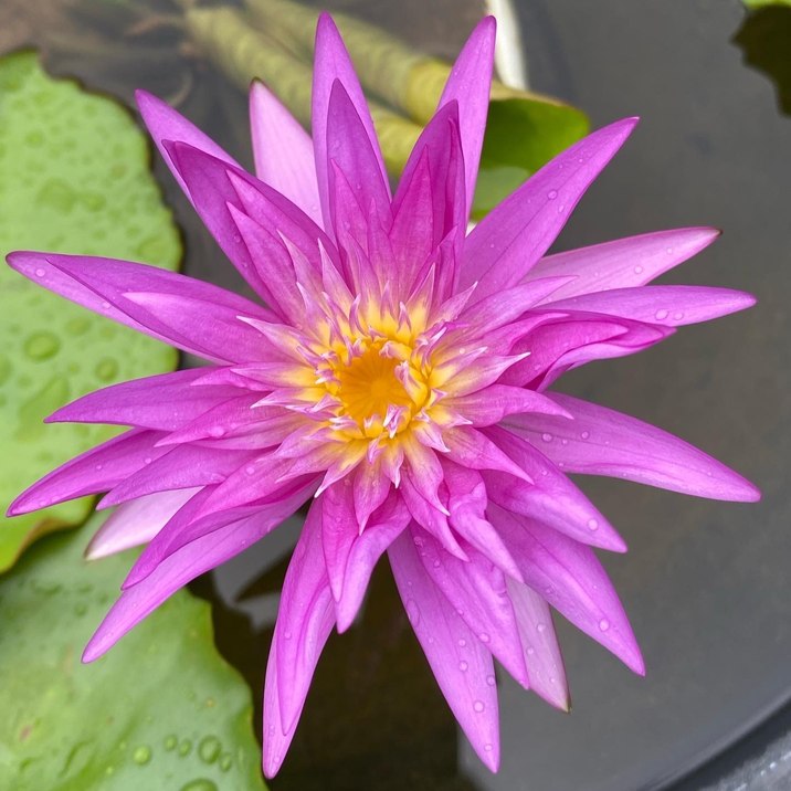 【激レア数量限定】熱帯スイレン 4号 キングオブサイアム ピンク｜草花01-D1