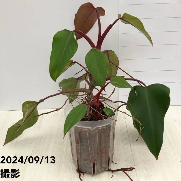 【現品お届け】フィロデンドロン ストロベリーシェイク 5号ネガミエル透明スリット鉢仕様｜観葉10-TU