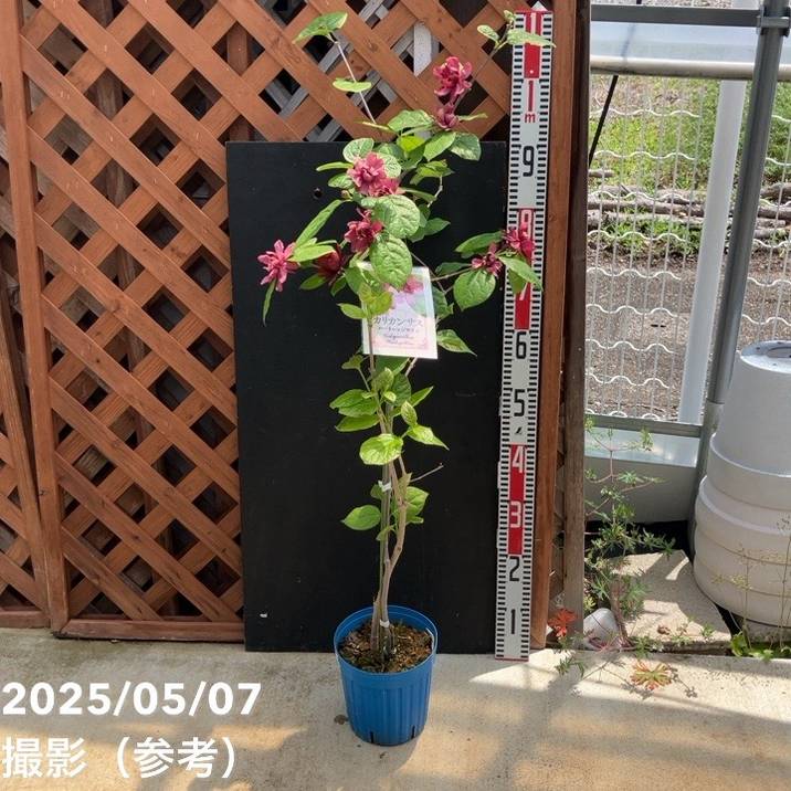 カリカンサス ハートレッジワイン 6号｜花木04-PA