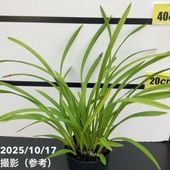 花芽2個付き＞キンリョウヘン 4号（原種 赤花系）｜ミツバチ蘭｜洋蘭10