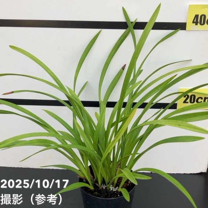 <開花見込み株>キンリョウヘン 4号 (品種不明)|ミツバチ蘭|洋蘭10-TU