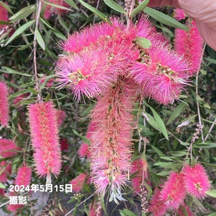 美形。カリステモン (鉢底から)品番D 美形。カリステモン (鉢底から)品番D