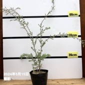 【NEW！】メラレウカ ハニーベルベット 5号 ※お届けに10日程度かかる場合がございます。｜花木10-TN
