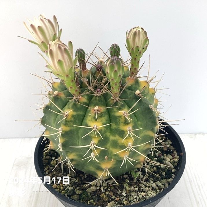 【現品お届け】ギムノカリキウム 翠晃冠錦（すいこうかんにしき）5号浅鉢（3）｜観葉01-D1