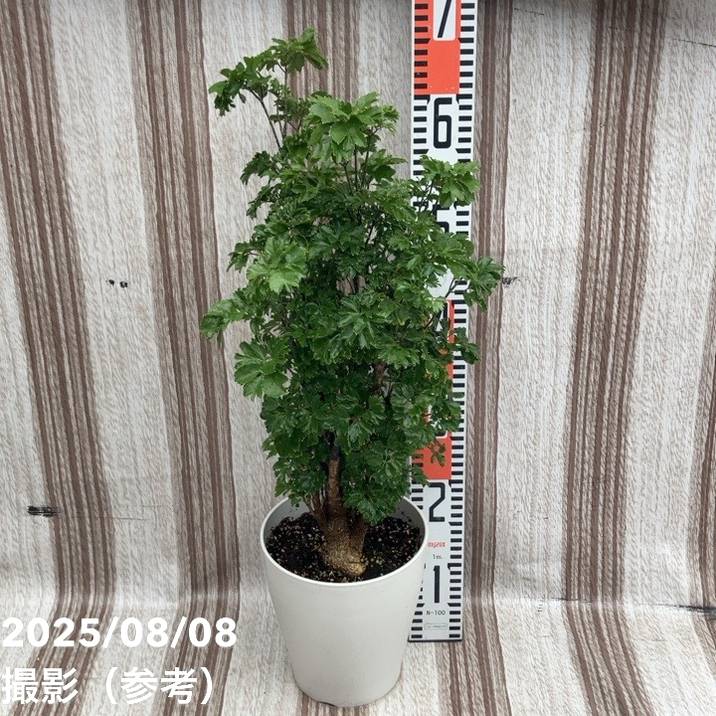 ポリシャス(ポリスキアス)ロブル 6号|観葉01-D1