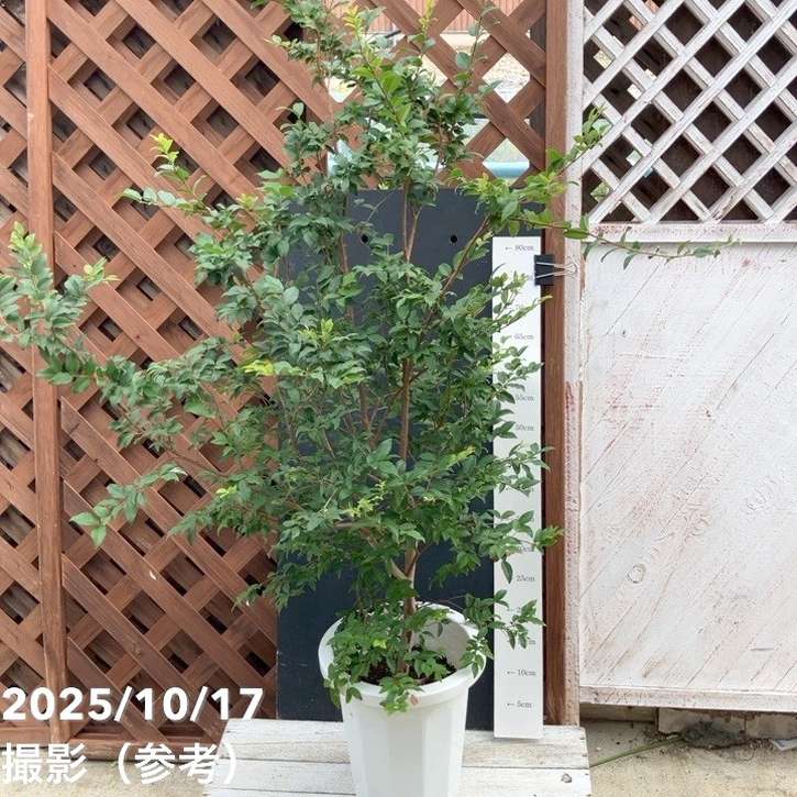 【数量限定】実生ジャボチカバ 8号|s200|果樹04-PA