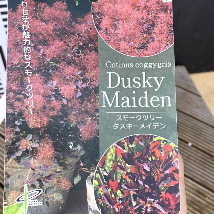 スモークツリー ダスキーメイデン 5号 PVP|花木04-PA