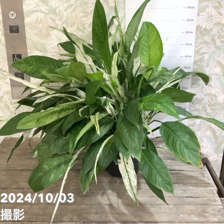 斑入りスパティフィラム ワリシー 7号｜観葉04-PA