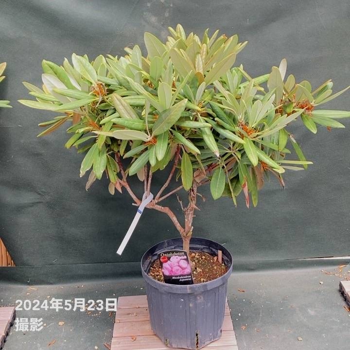 ヤクシマシャクナゲ【現品】管理368 【植木・苗木・庭木・家庭菜園】