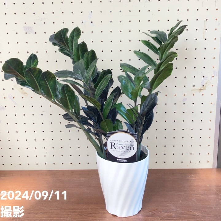 ザミオクルカス レイヴン 5号｜観葉04-PA