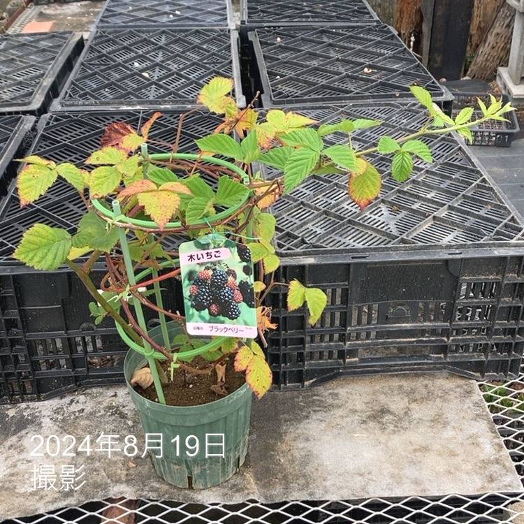ブラックベリー 6号｜果樹10-TU