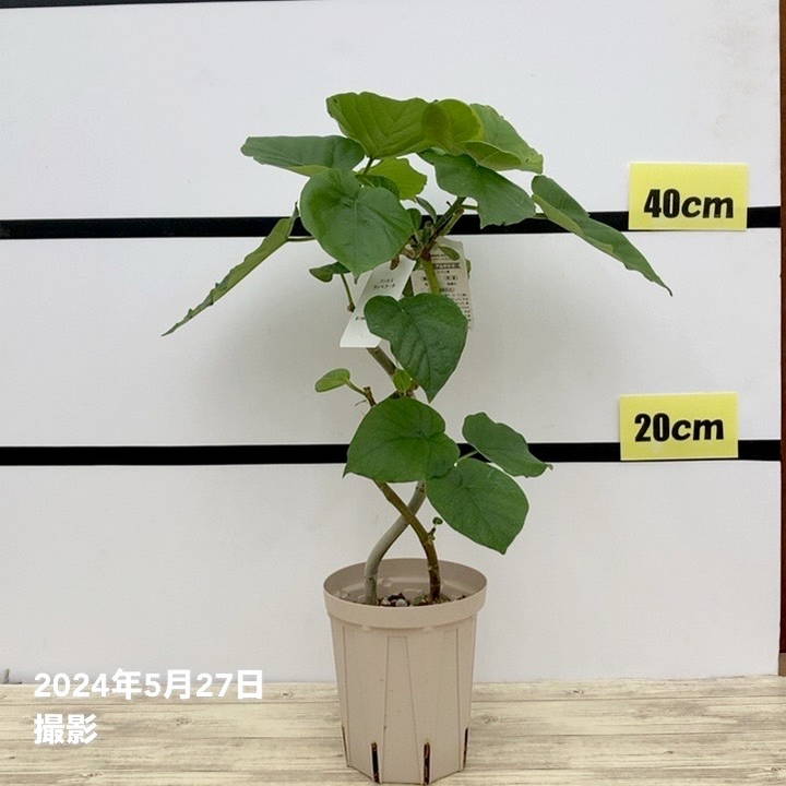 フィカス ウンベラータ&フィカス アルテシマ 2種植え(ネジリ仕立て)4号ロングスリット鉢|観葉10-TU