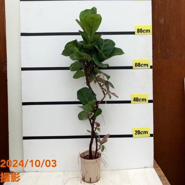 フィカス ルビー＆フィカス バンビーノ 2種植え（ネジリ仕立て）4号ロングスリット鉢｜観葉10-TU