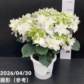 アンスリウム ジャングルキング 5号｜観葉04-PA | 観葉・多肉 | 赤塚
