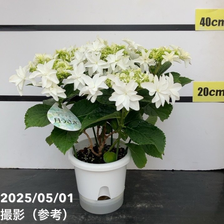 アジサイ 月うさぎ 5号｜花木04-PA