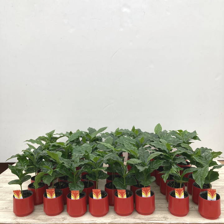 コーヒーの木 2号 50鉢セット|観葉02-D2