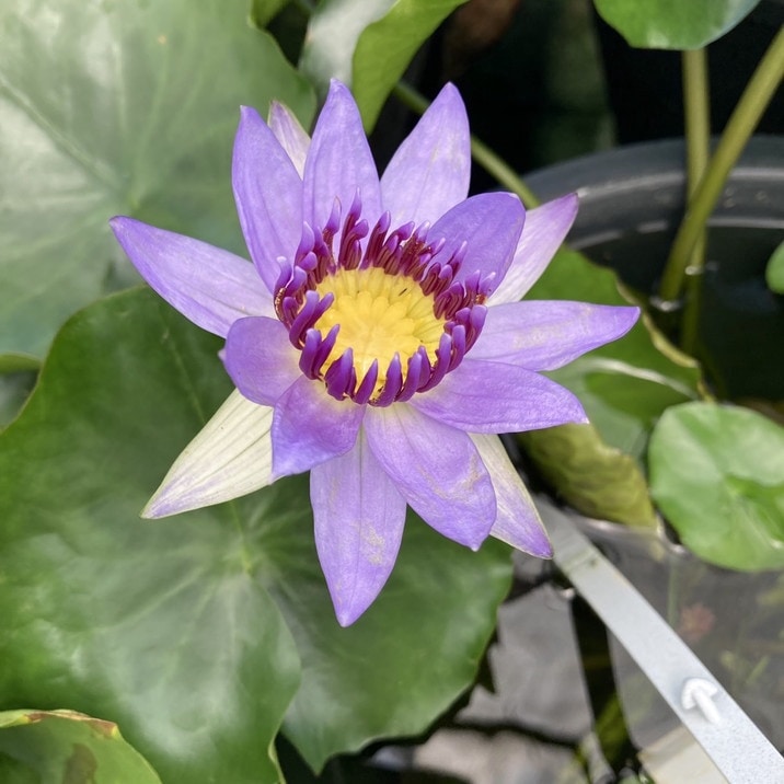 スイレン】 小東京 ヒメスイレン(温帯睡蓮・白色) 19cmカゴ