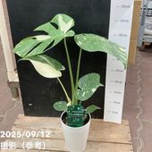 フィロデンドロン カロッスム 現品お届け】フィロデンドロン カローサム（カロッスム）4号