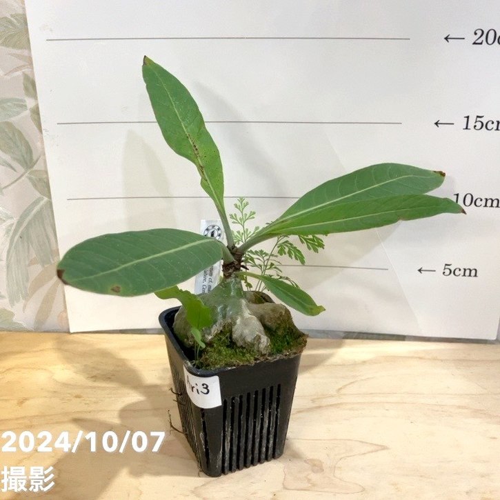 【現品お届け】アリ植物 ヒドノフィツム Hydnophytum cf. mamberamoense Southern Nabire, Central Papua 2.5号（Ari3）｜観葉04-PA