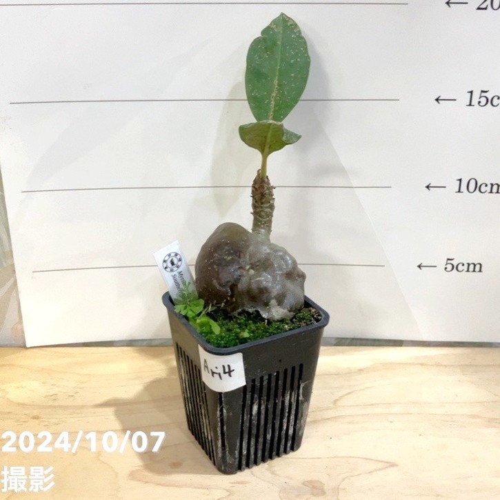 【現品お届け】アリ植物 ミルメコディア Myrmecodia platytyrea Southern Nabire, Central Papua 2.5号（Ari4）｜観葉04-PA