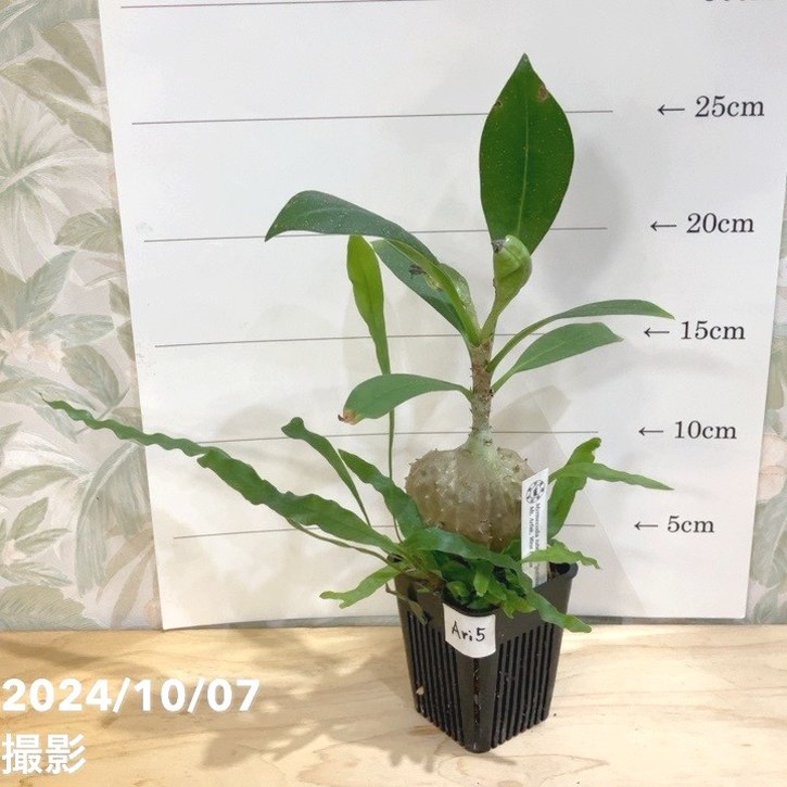 【現品お届け】アリ植物 ミルメコディア Myrmecodia tuberosa 