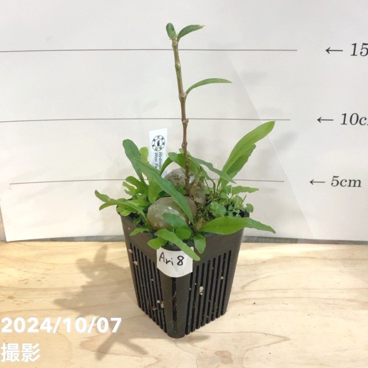 【現品お届け】アリ植物 ヒドノフィツム Hydnophytum sp.（ameba tuber）West Papua［S0319-03］2.5号（Ari8）｜観葉04-PA