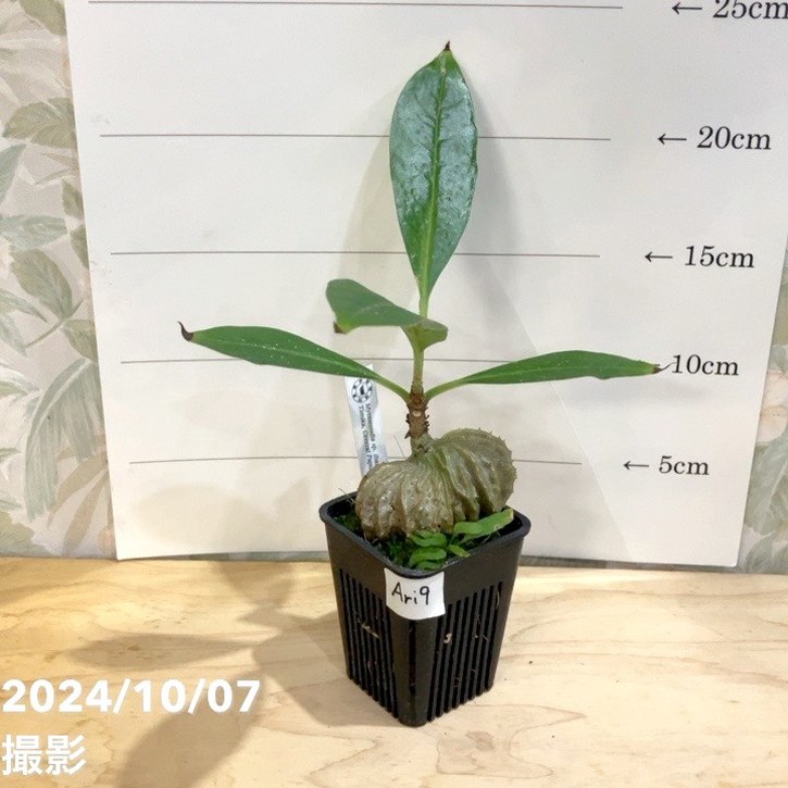 【現品お届け】アリ植物 ミルメコディア Myrmecodia sp.(hairy alveoli)Timika, Central Papua 2.5号(Ari9)|観葉04-PA