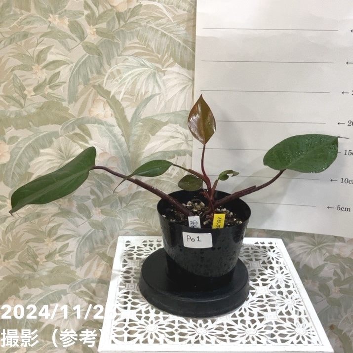 観葉・多肉,フィロデンドロンの購入なら赤塚植物園オンライン 花