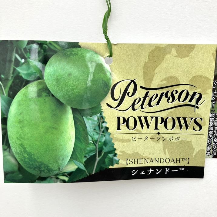 果樹,ポポーの購入なら赤塚植物園オンライン 花の音｜花苗