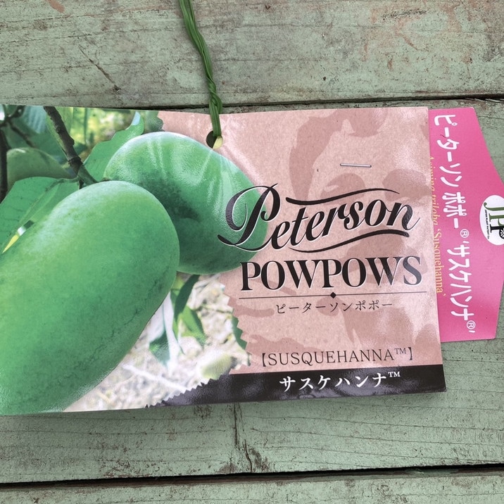 果樹,ポポーの購入なら赤塚植物園オンライン 花の音｜花苗