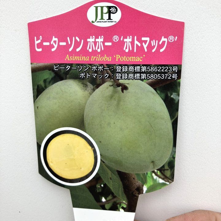 果樹,ポポーの購入なら赤塚植物園オンライン 花の音｜花苗